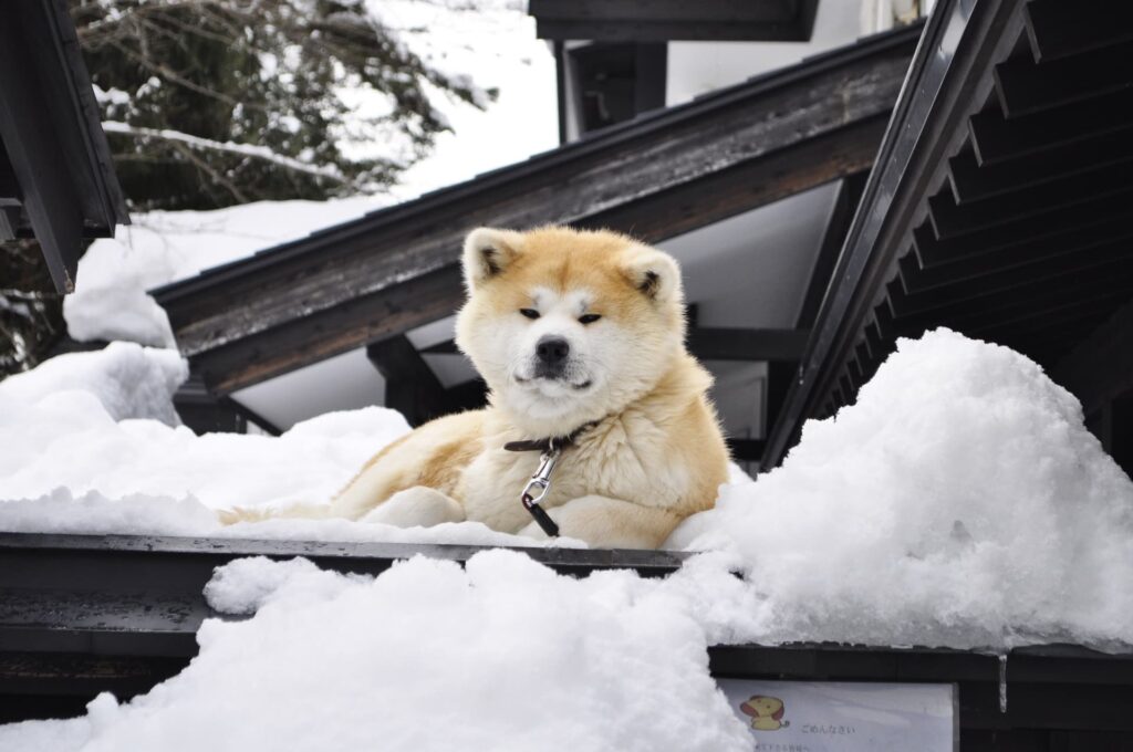 秋田犬をもらう前に確認すべき条件