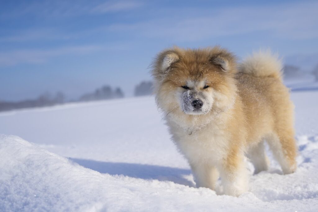 子犬を無料で譲り受ける際の具体的な手順